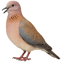 Laughing Dove
